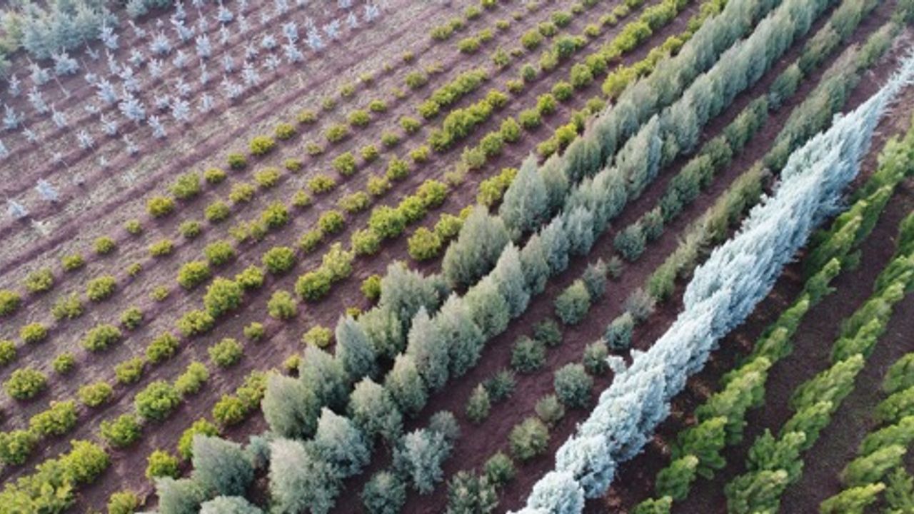 Türkiye’nin En Büyük Fidanlığından 40 Şehre Fidan