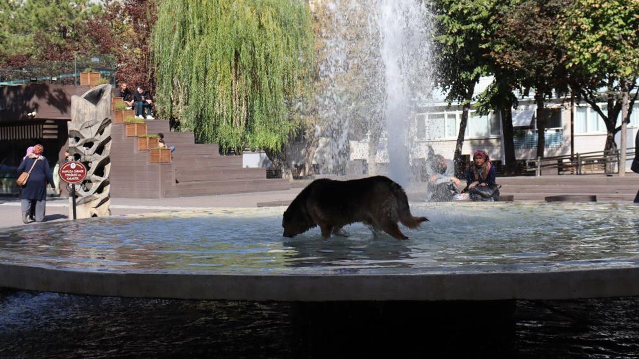 Süs havuzuna girip kana kana su içti