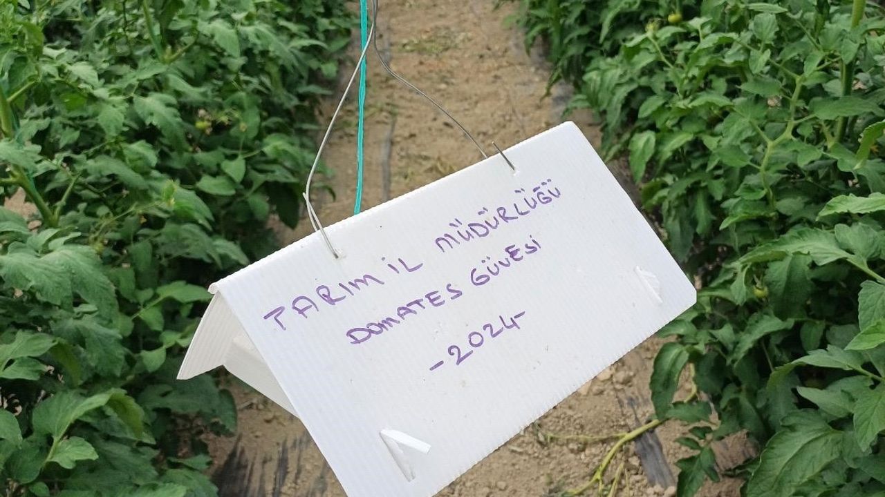 Eskişehir hastalık ve zararlı kontrolleri devam ediyor