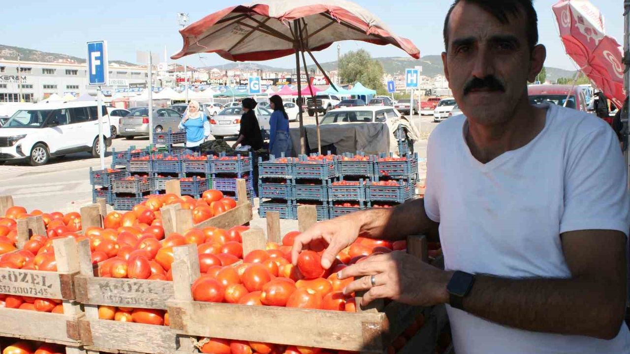 (ÖZEL) Salçalık domatesler görücüye çıktı