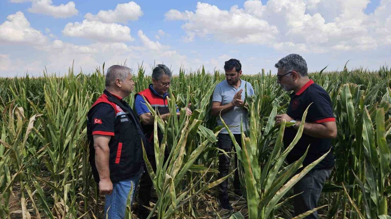 Eskişehir tohumluk üretimini 10 bin dekardan 200 bin dekara ulaştı