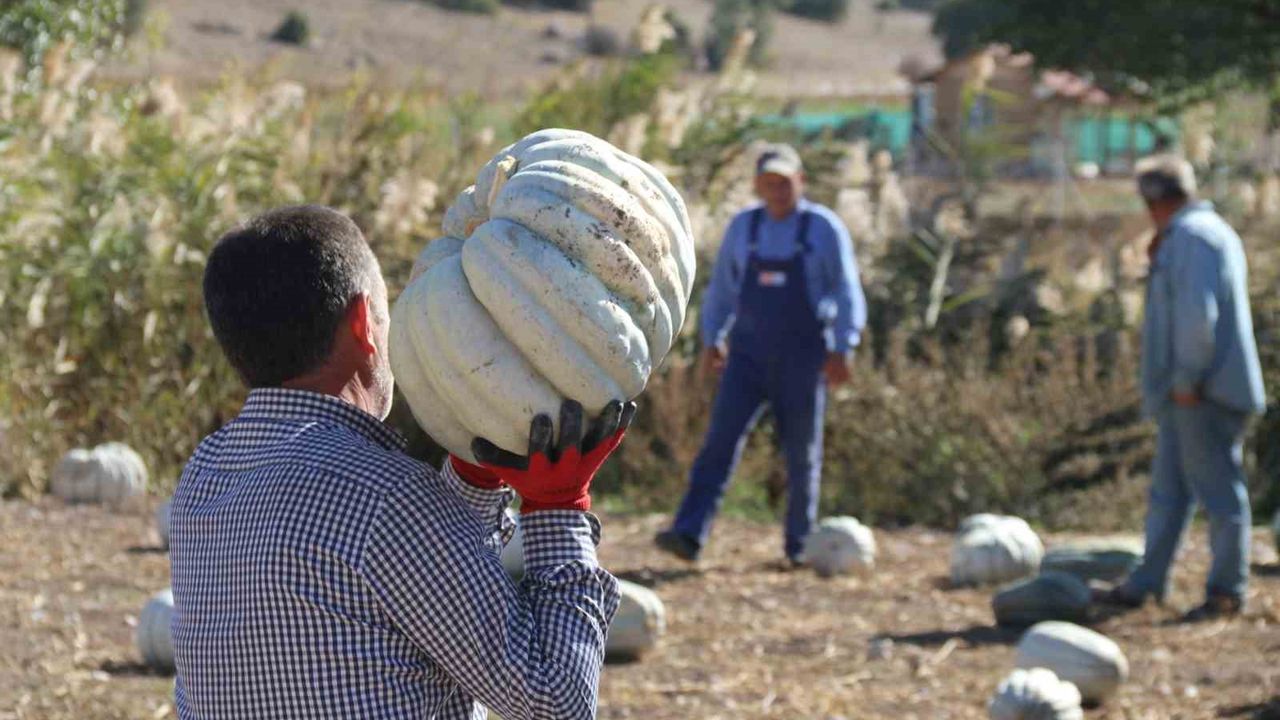 Tarlada 5, 11 kilometre uzaklıktaki pazarda ise 30 liradan satılıyor