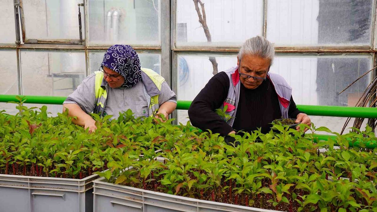Rengarenk Tepebaşı için çiçeklerin üretimi sürüyor