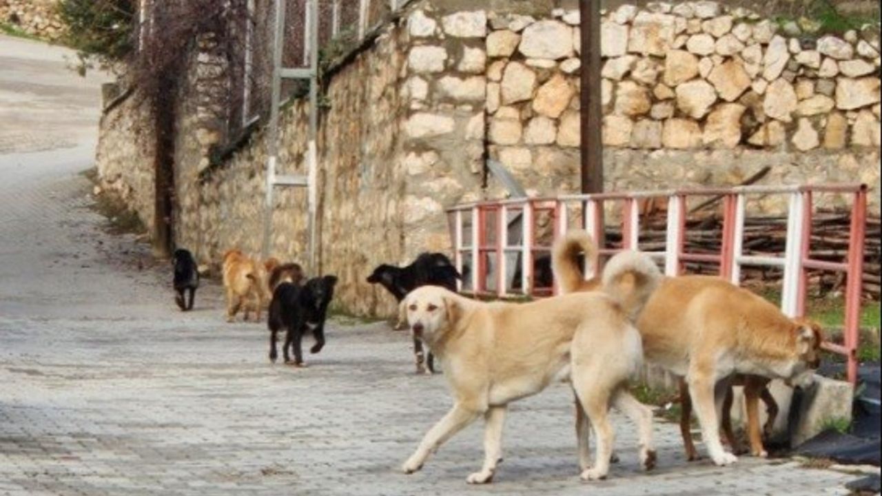 Bilecik’te sokak köpeklerinin hepsi toplanacak