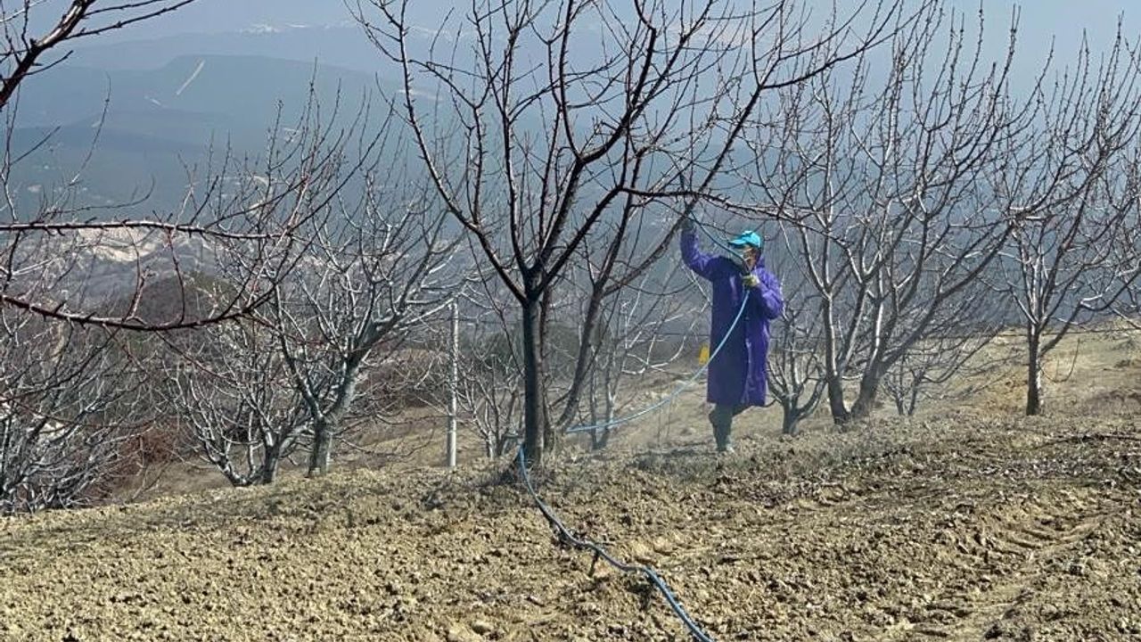 Kütahya’da kiraz, vişne ağaçları ilaçlanmaya başladı