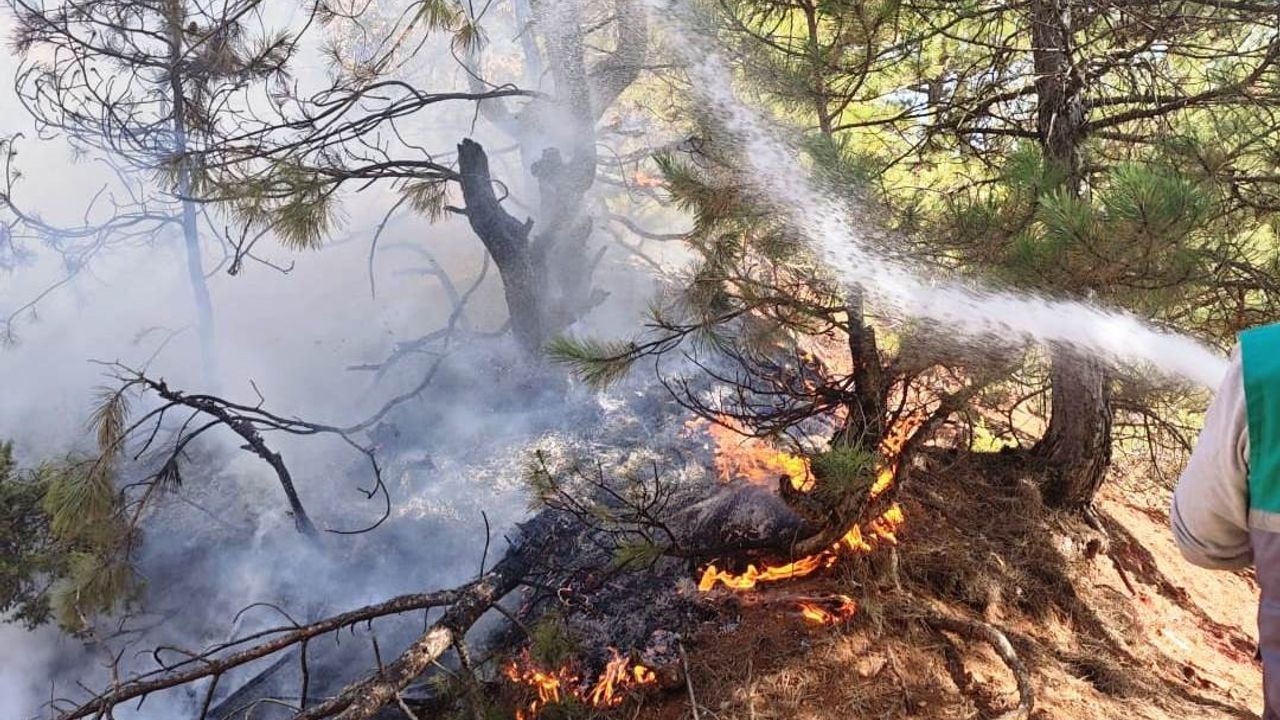 Hisarcık’ta orman yangını