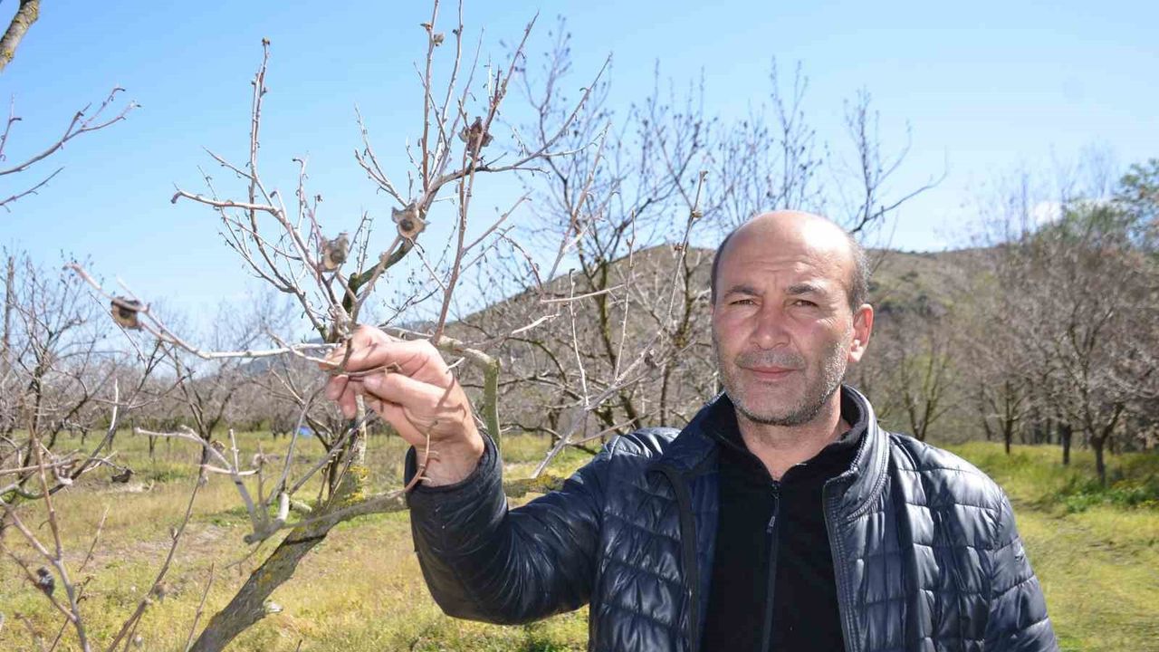 Zirai don cennet hurmasını vurdu