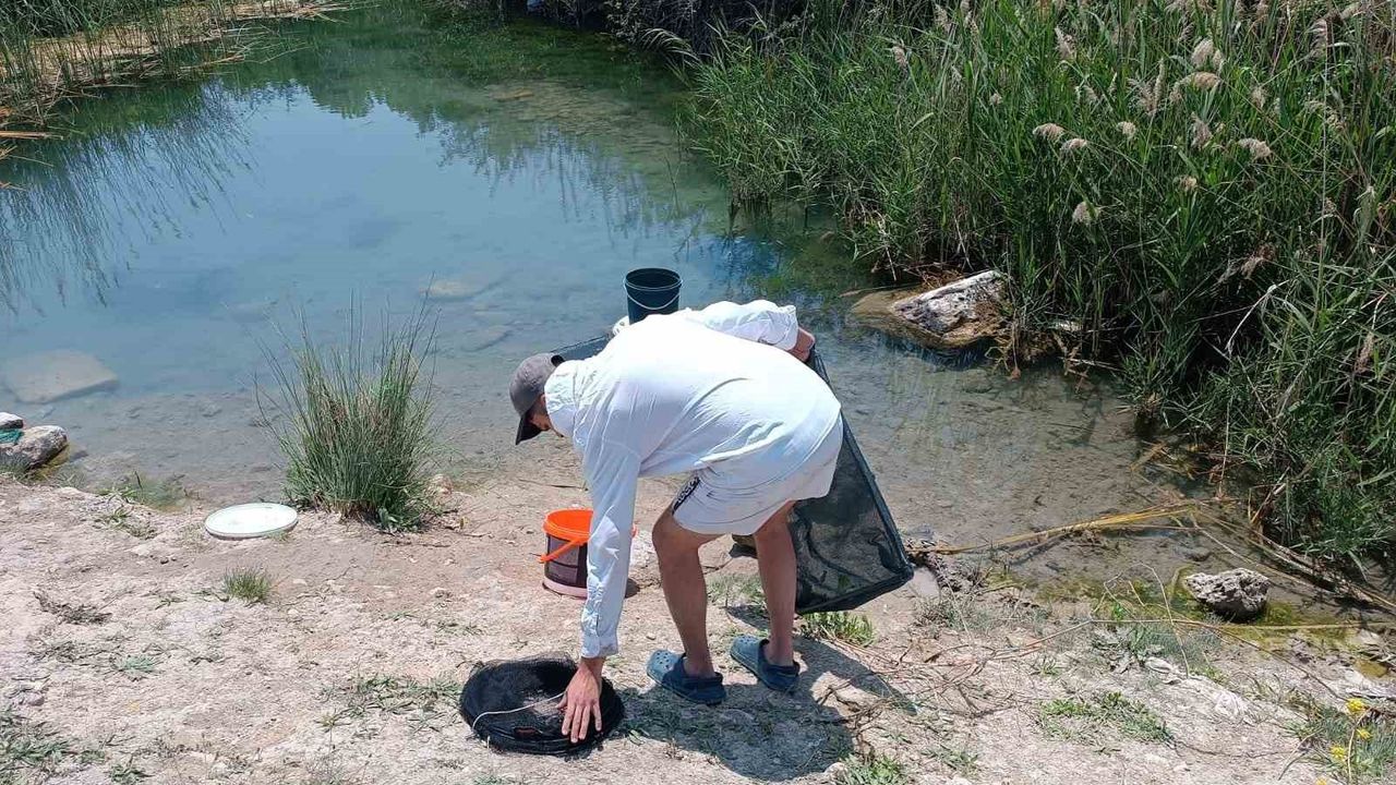 (ÖZEL) Tarihi hamam kalıntıları arasındaki süs balıklarını kaçak avlayanlara suç üstü