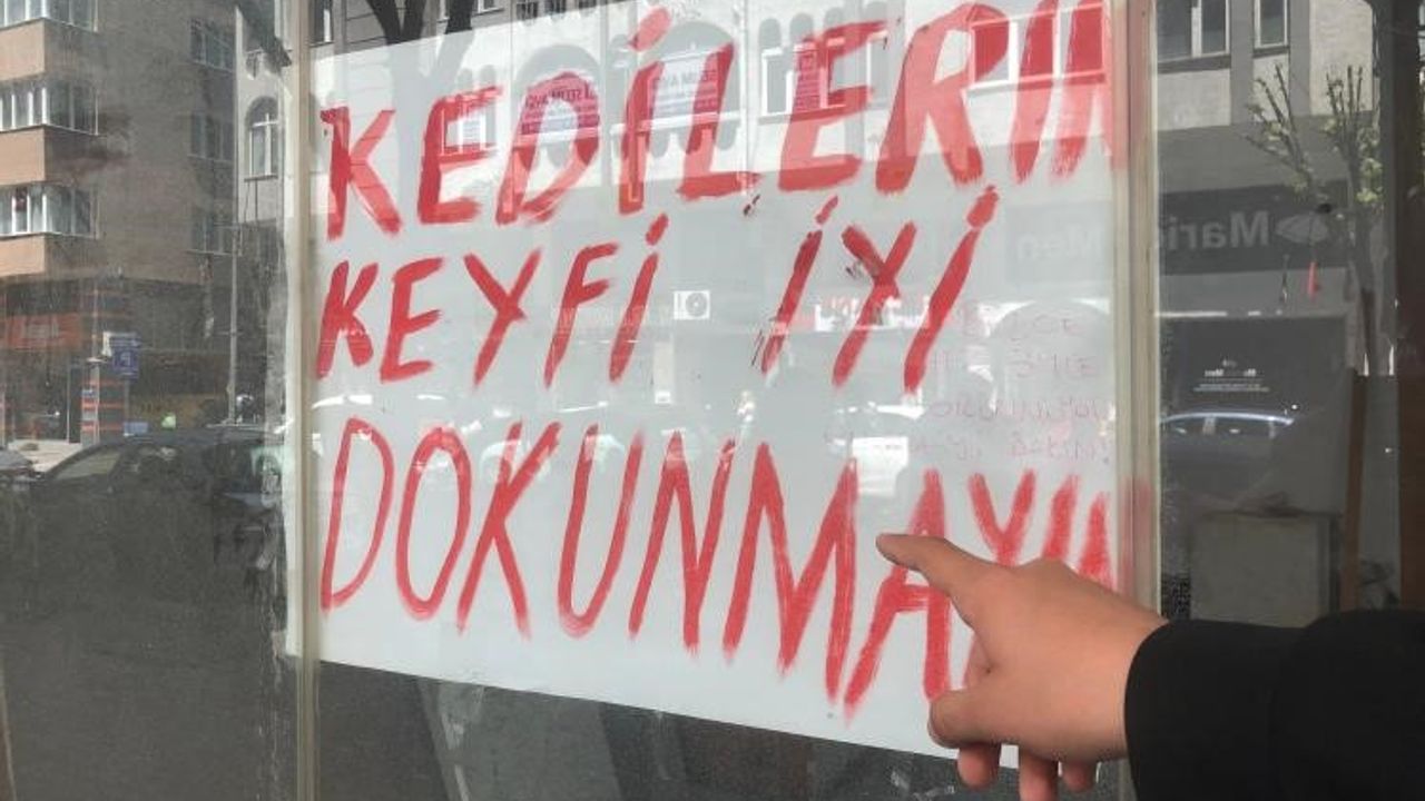 Boş dükkanda bulunan kediler ilginç bir tartışmaya yol açtı