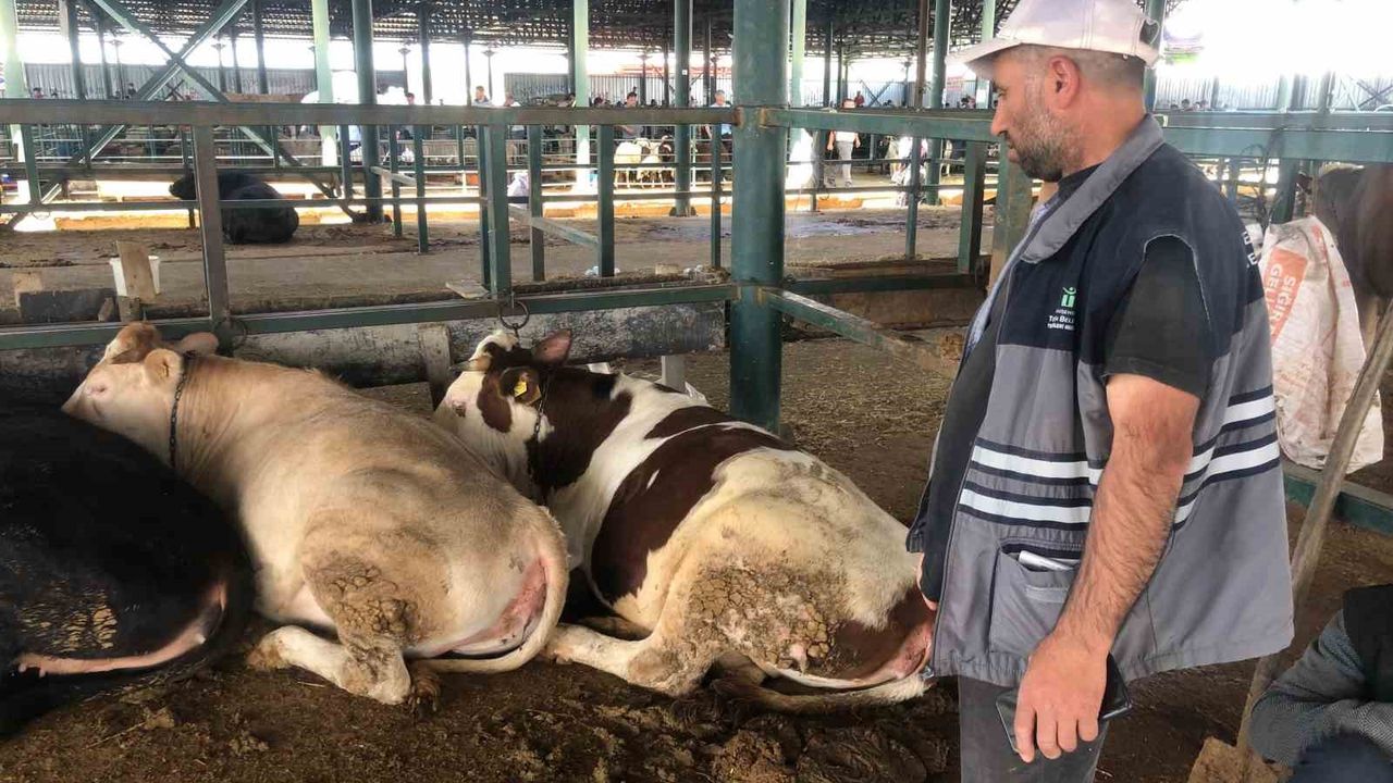 Büyükbaş hayvanlar kendi maliyetlerini çıkarmıyor