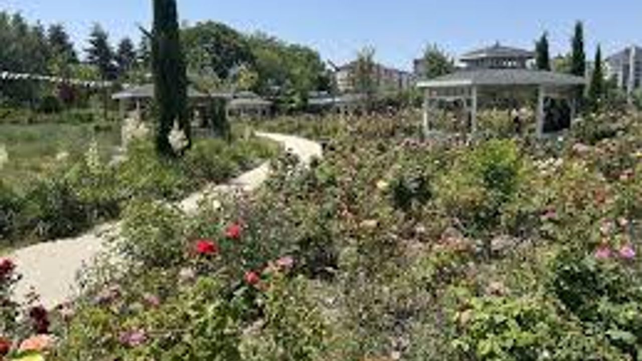 Millet Bahçesini güller sardı