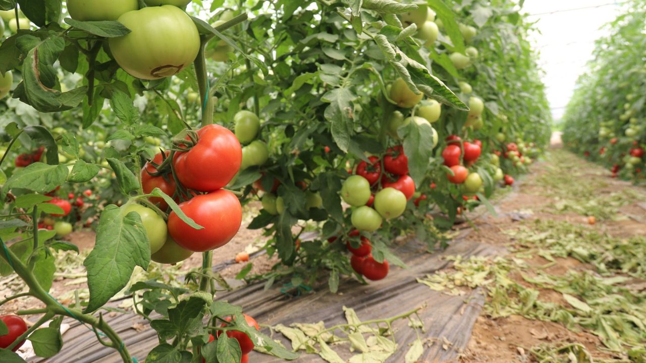 70 derecede Türkiye'nin en lezzetli domatesleri Eskişehir'de yetişiyor