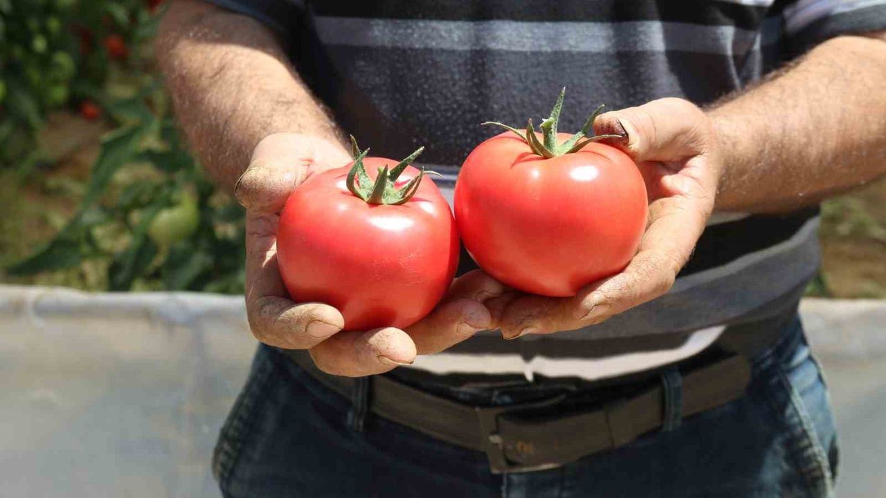 70 derecede Türkiye’nin en lezzetli domatesleri Eskişehir’de yetişiyor