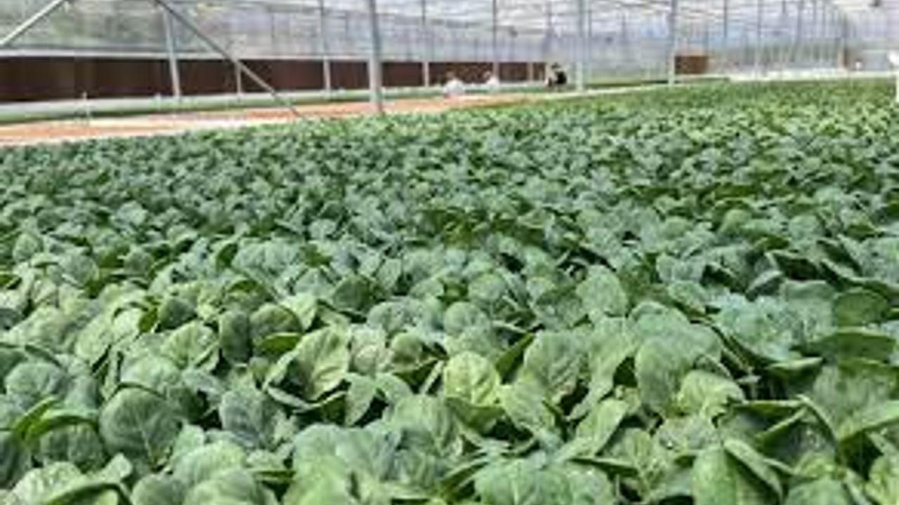 Eskişehir'den 10 milyon bitki fidesi Türkiye'nin dört bir yanına gönderiliyor