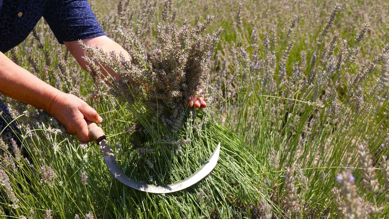 Eskişehir'de ilginç lavanta hasadı