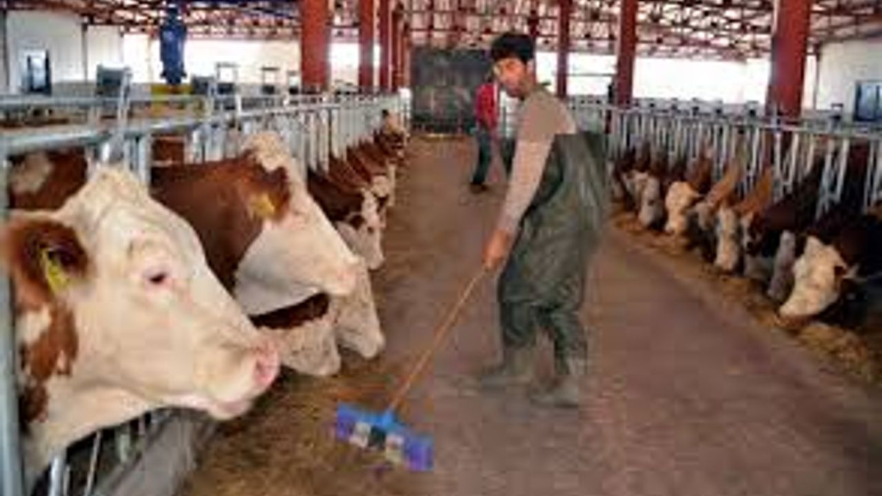 Hayvancılık destekleme miktarları artıyor