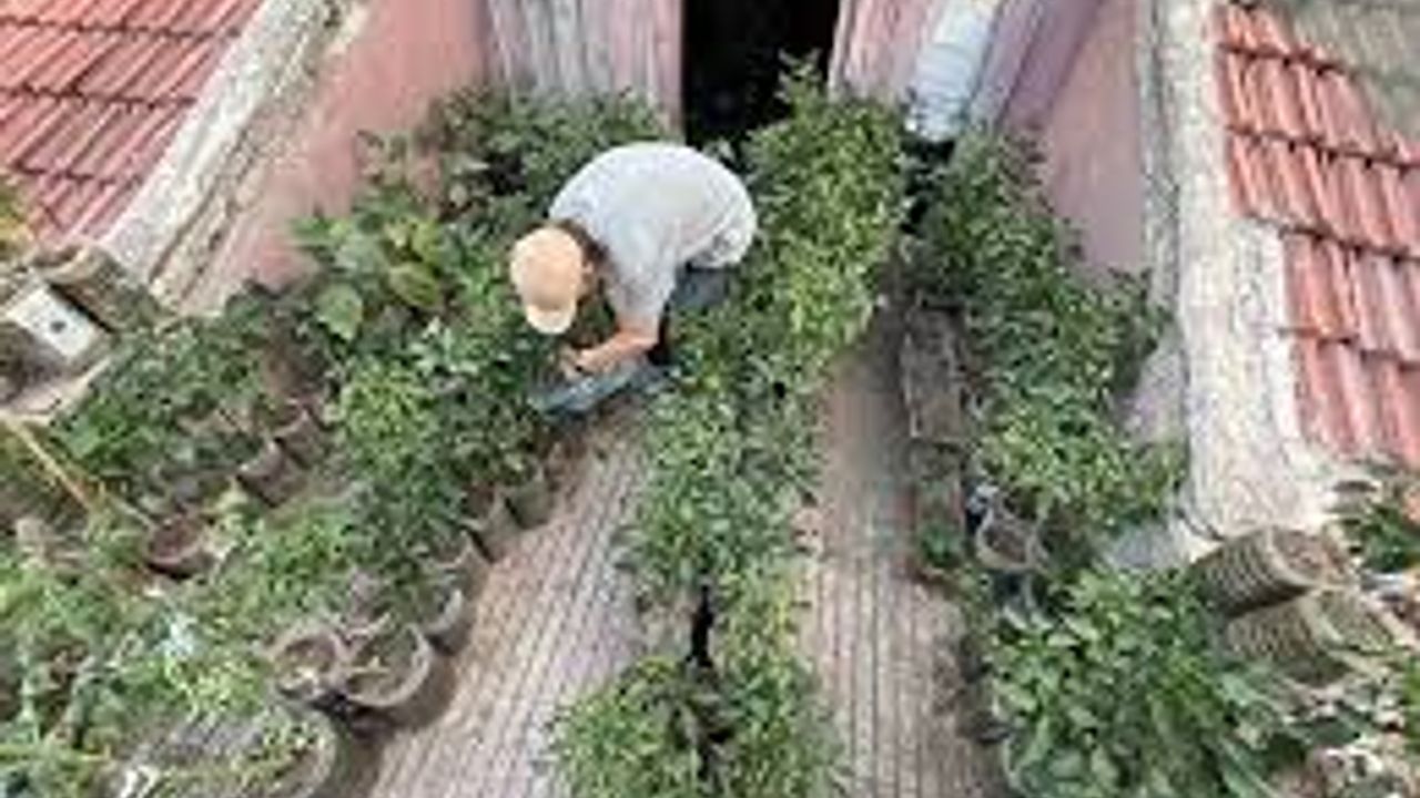 18 metrekarelik terasını 200 fideyle bahçeye çevirdi, 8 saatini burada harcıyor