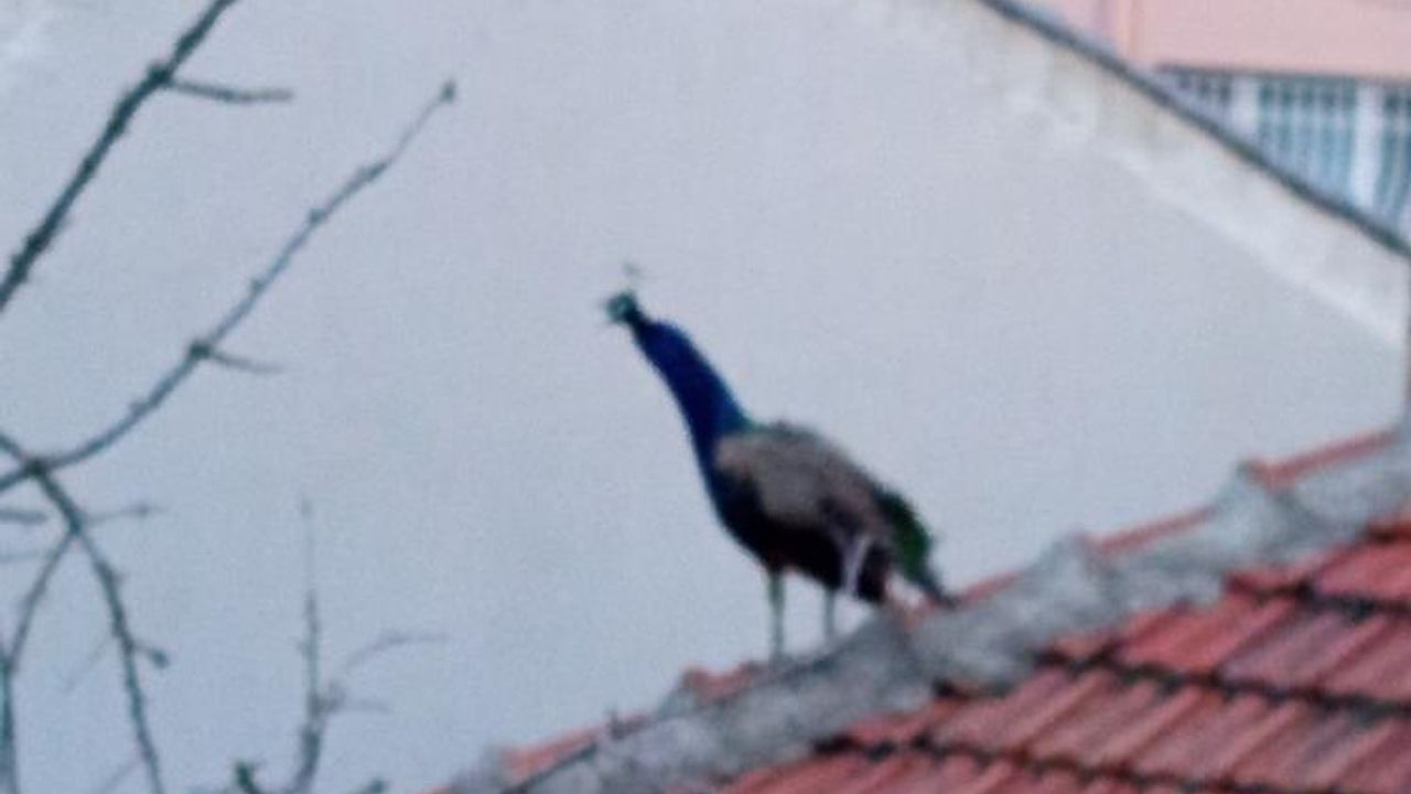 Çatı da gezen tavuskuşu ilginç görüntüler oluşturdu