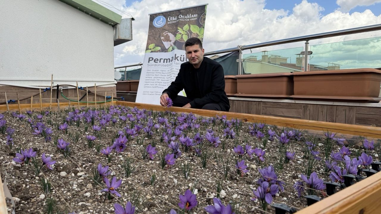 Ülkü Ocakları Genel Merkezi’nin Terasında Safran Hasadı!