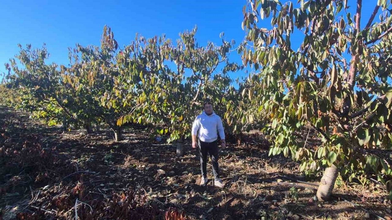 Zirai dondan etkilenen kiraz üreticisinden devlete destek teşekkürü