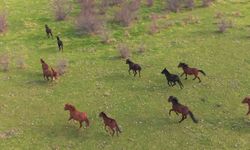 Eskişehir'deki yılkı atların özgür halleri havadan görüntülendi