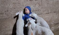Kuzuların arasında kalan minik Yusuf'un tatlı halleri gülümsetti