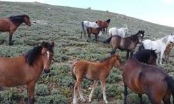 Eskişehir’deki dört nala koşan yılkı atları böyle görüntülendi