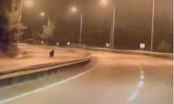 Bilecik'te ayı ana yola indi