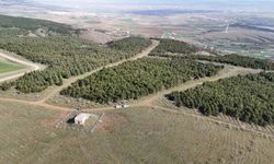 Vahşi cinayet zanlısı önce boğmuş sonra 2 gün art arda yakmış