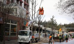 Büyükşehirden Kent  Merkezinde  Kış  Budaması