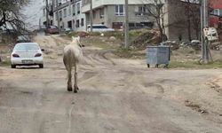Başıboş atlar sokaklarda