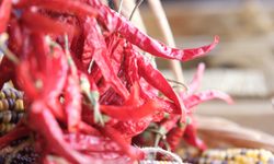 Büyükşehir Yerel Tohum Takas Günleri Başlıyor