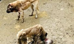 Belediye'ye ait barınakta aç kalan köpekler birbirini yedi