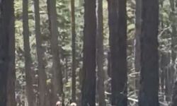 Geyik sürüsü amatör kameraya yansıdı