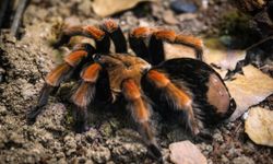 Hayvanat  Bahçesi’ne  30 Yeni Tür