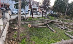 Cami Bahçesinde Kesilen 25 Ağaç Çevrecilerin Tepkisine neden oldu