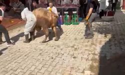 Kaçmaya çalışan kurbanlık kesim görevlisini savurdu