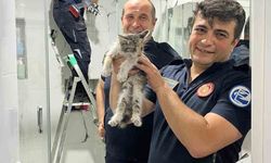 Havalandırma boşluğunda mahsur kalan kediyi itfaiye kurtarıldı