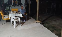 Eskişehir'de eve misafir olan tilki beslediler