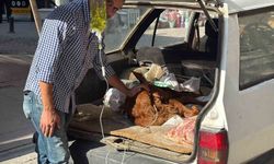 Otomobil bagajında minik 'Kezban'ın' tedavisi yapıldı