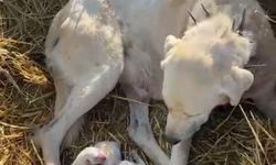 Çoban köpeği sürünün başında doğum yaptı