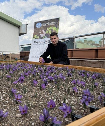 Ülkü Ocakları Genel Merkezi’nin Terasında Safran Hasadı!