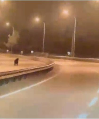 Bilecik'te ayı ana yola indi