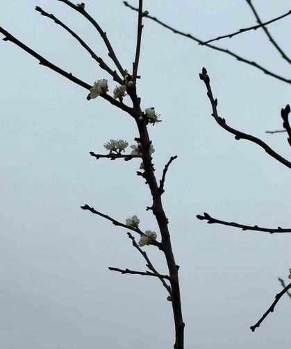 Eskişehir'de kayısı ağacı Aralık ayında çiçek açtı