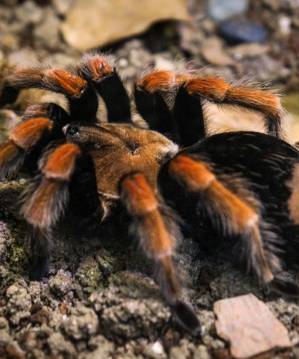 Hayvanat  Bahçesi’ne  30 Yeni Tür