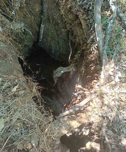 Definecilerin kazdığı çukura düşen dana AFAD ekiplerince kurtarıldı