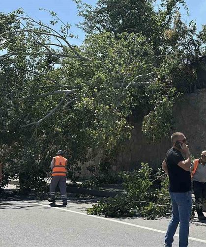 Eskişehir'de devrilen ağaç kara yolunu kısmen trafiğe kapattı