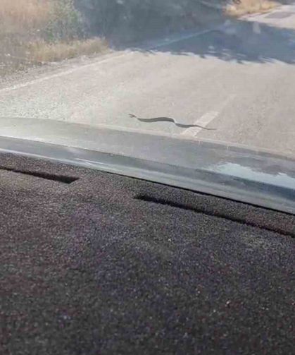 Sürücülerin yol üstündeki yılanla ilginç anları cep telefonu kamerasına yansıdı