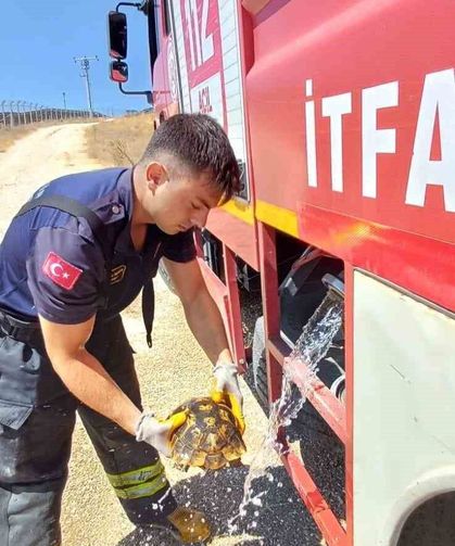 Eskişehir'de alevlerin arasında kalan kaplumbağayı itfaiye kurtardı