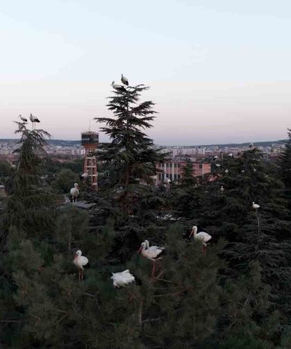 Göç yolculuğuna mola veren leylekler dron ile görüntülendi